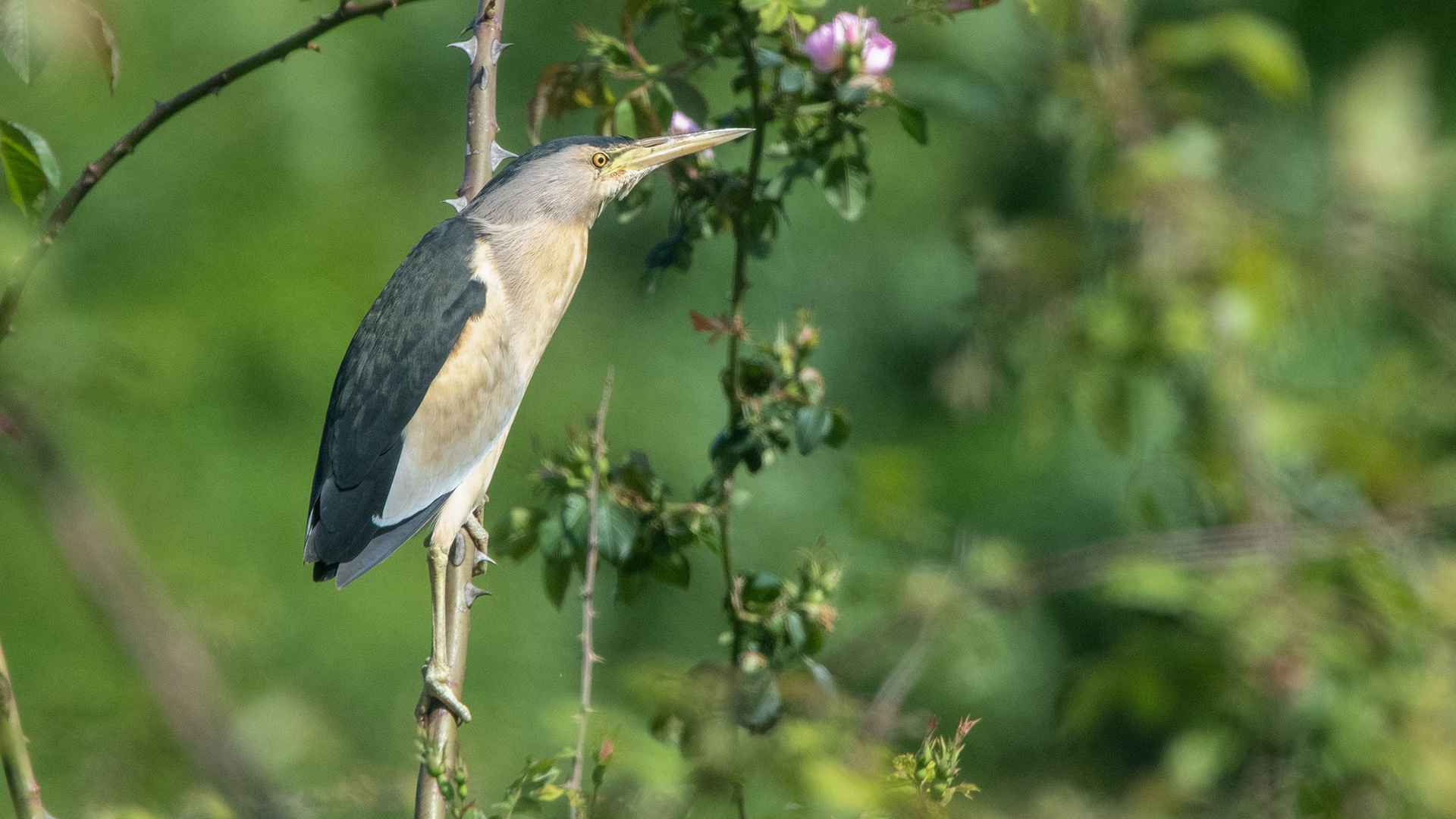 Little Bittern